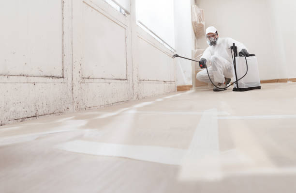 Black mold remediation team in Osseo